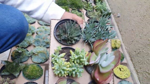Suculentas Renda extra e possível? #cactos #suculentas смотреть онлайн