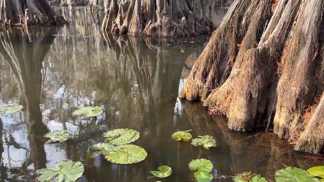 Необычная природа Техаса | Caddo Lake State Park | Путешествия по Техасу смотреть онлайн