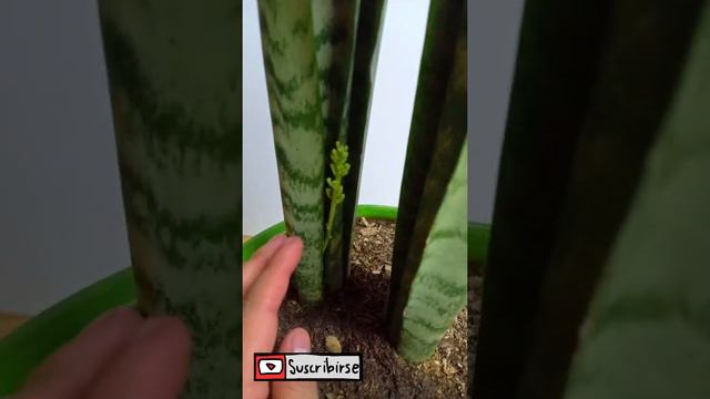 La MEJOR PLANTA del MUNDO 😁 Cuidados de la LENGUA DE SUEGRA sansevieria 👨🌾 PLANTAS DE INTERIOR смотреть онлайн