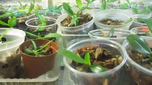 теплица для орхидей / greenhouse for orchids
