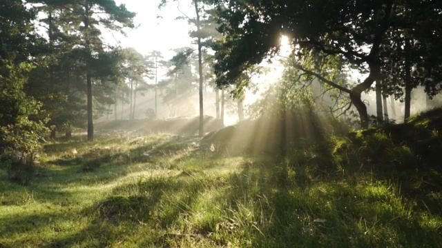 Дети Света Земли