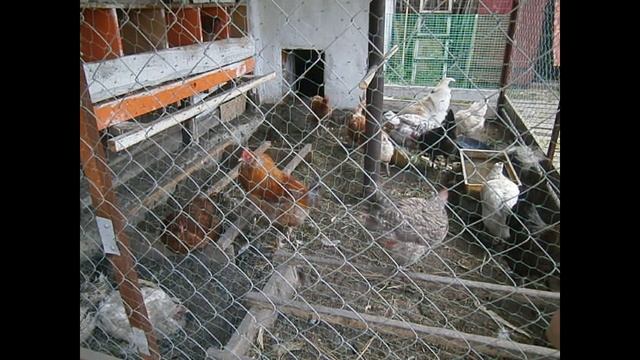 Домашняя птица в моем хозяйстве. смотреть онлайн