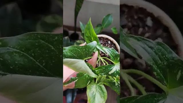 Сингониум комнатный цветок