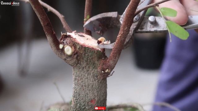 Pruning & Wiring a Tamarind Plant | Bonsai ideas смотреть онлайн