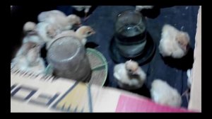 Разведение индюков в домашних условиях