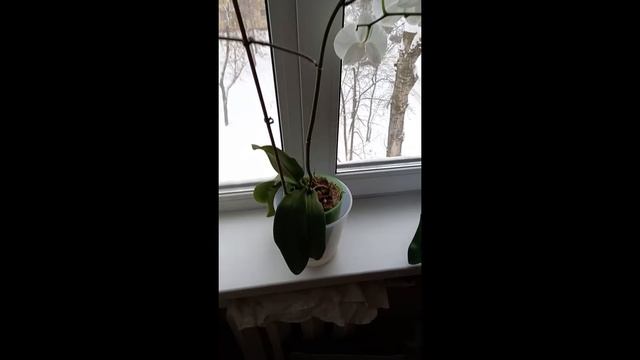 результат после полива смотреть онлайн