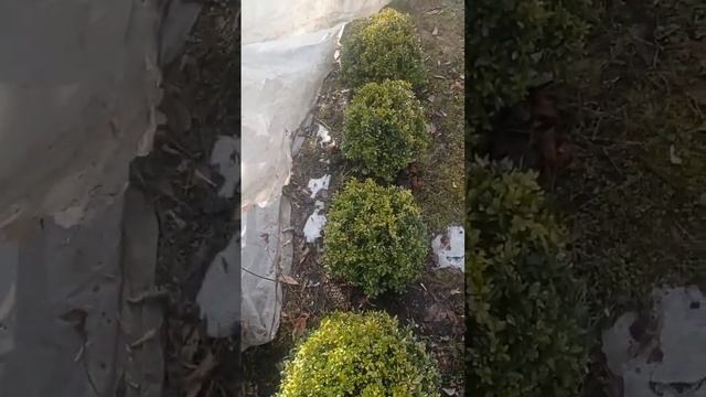 дневник садовника 21.03 снимаем укрытия с роз #garden #сад #розы #дача смотреть онлайн