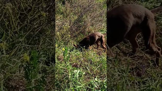 Наш Бади на прогулке :) смотреть онлайн
