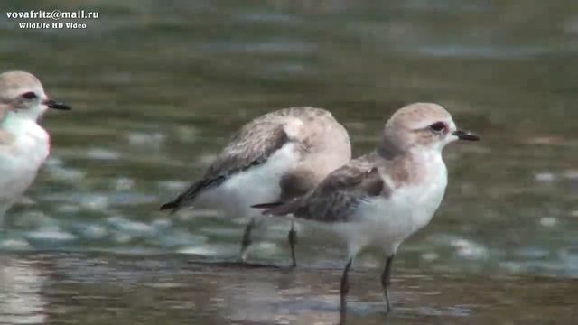 Charadrius alexandrinus Kentish plover, Морской зуек Sri Lanka смотреть онлайн
