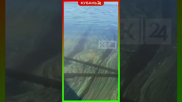 Купальня Шрека появилась на месте Таманского залива в Темрюкском районе смотреть онлайн