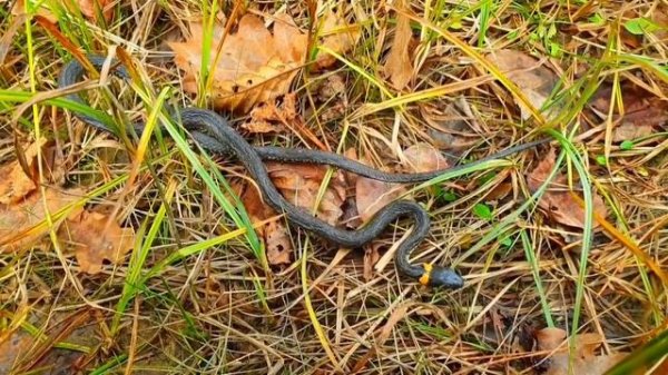 18.?ВЫЖИВАНИЕ В ЛЕСУ В ДИКОЙ ПРИРОДЕ БЕЗ НИЧЕГО _ ПОДГОТОВКА К ЗИМЕ _ ДОБЫВАНИЕ ЕДЫ, ОГНЯ, ВОДЫ