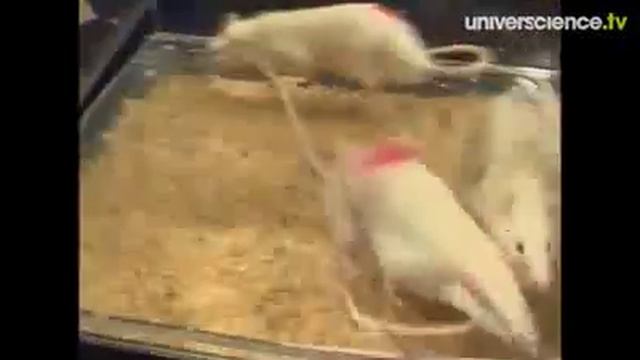 L'expérience des rôles sociaux смотреть онлайн