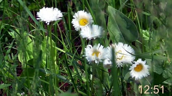 Уничтожение всех новообразований в женском организме  Настрои Сытина Г.Н.