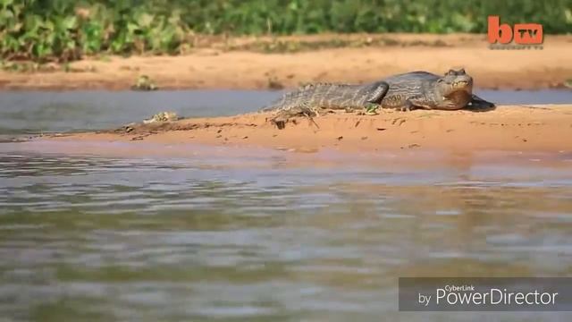 Ягуар напал на крокодила.( Jaguar and crocodile) смотреть онлайн