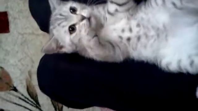 Котенок из вискас:) смотреть онлайн