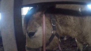 Башкирская порода лошадей "Оповаживание".