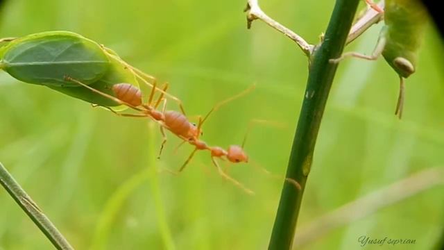 Hasil lensbong Nikon L810 + Oppo f1s смотреть онлайн