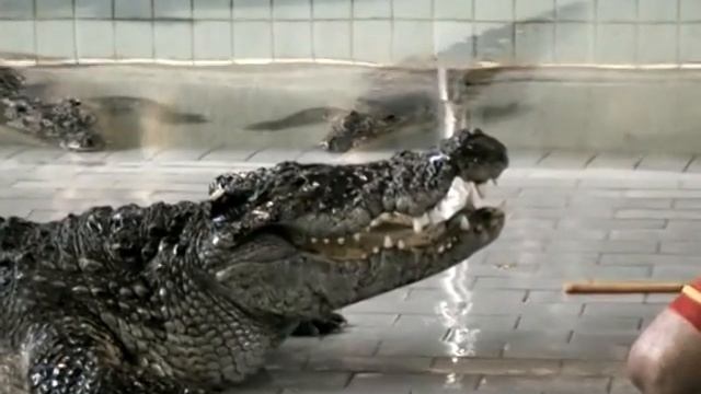 Опасные игры с крокодилами, Патайя, Таиланд смотреть онлайн