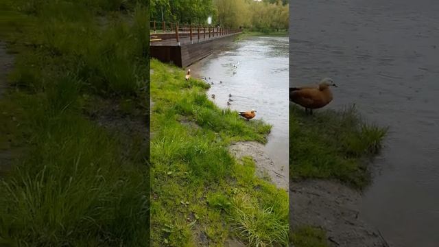 Семейство уток Огарь смотреть онлайн