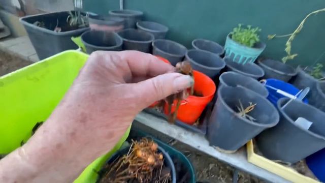 TIPS On How To Grow Ginger & Turmeric In Containers Or Flower Pot For HUGH Harvest From Store Bough