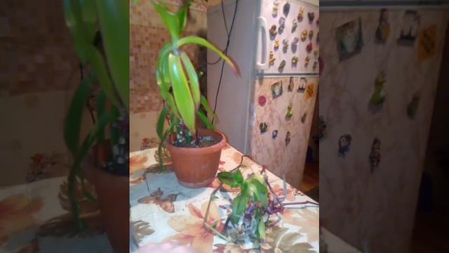 уже весна и процесс с пересадкой начался, золотой ус. смотреть онлайн