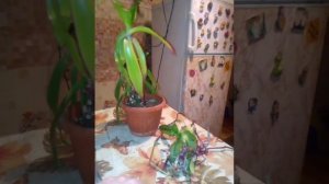 уже весна и процесс с пересадкой  начался, золотой ус.