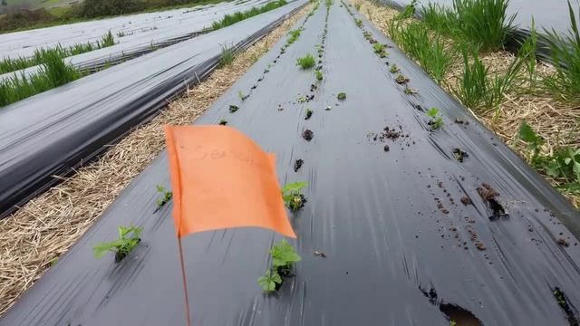 Fresh market strawberry variety trials: Day neutral selections смотреть онлайн