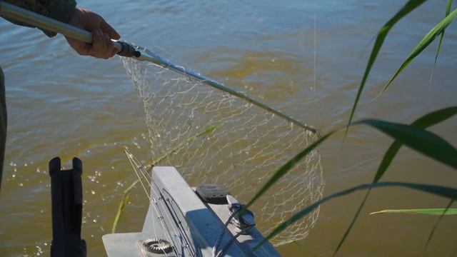 Дикий сазан гнёт удочки и рвёт леску! Невероятная рыбалка на сазана. смотреть онлайн