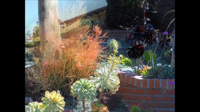 Frank's Magical Succulent Garden смотреть онлайн