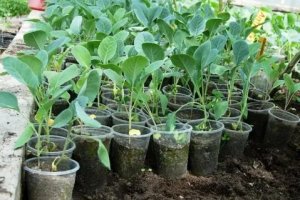 Как посадить капусту, чтобы она взошла