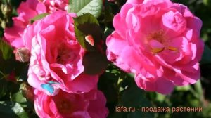 Роза канадская парковая Модэн Сентенниал ? обзор: как сажать, саженцы розы Модэн Сентенниал