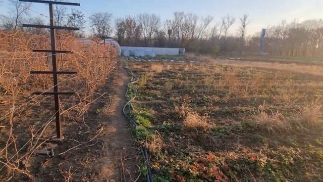 Обрезка винограда. Черенки винограда на продажу 15р. смотреть онлайн