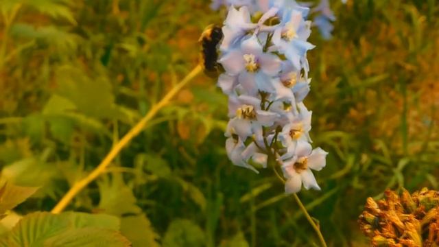 Медитация. Звуки природы. 5 минут релакса смотреть онлайн