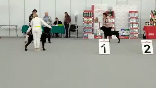 Ян Чжу Юный Чемпион РКФ смотреть онлайн