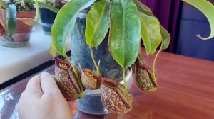 Непентес Hookeriana. Особенности ухода и содержания