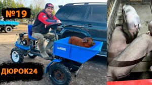 Nº19 МОЙ ВЫХОД ИЗ ПОЛОЖЕНИЯ, КОГДА СВИНКА В ОХОТЕ, НО НЕ ПОДПУСКАЕТ ХРЯКА!!!