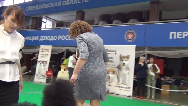 606 24.04.2022. Моно пуделей. Екатеринбург. БЭСТ больших пуделей смотреть онлайн