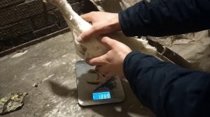 Вес индюков Хайбрид Конвертер в 1 месяц