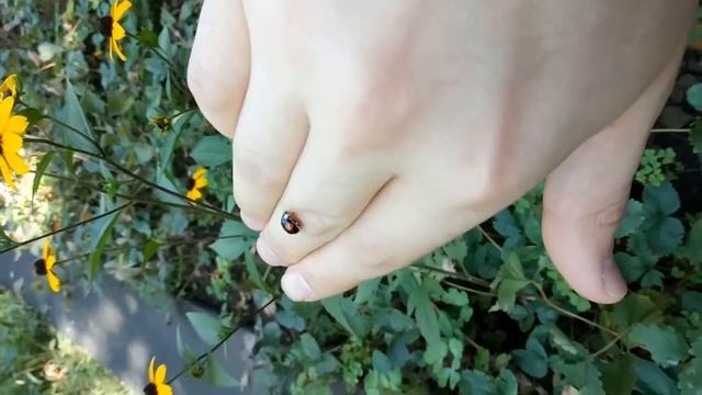 Чёрная божья коровка (лат. Coccinellidae) смотреть онлайн