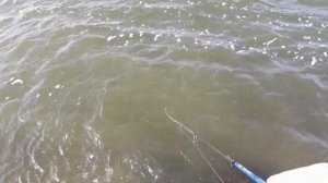 Ловля судака в марте.Судак на гнездах.Нерест