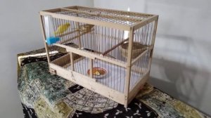 Канарейка,как кормить птенцов,выкармливаем птенчиков самостоятельно !! Самка не кормит птенца !