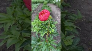 Пион Coral Charm| Пион Корал Шарм|Корэл Чарм|Современные сортовые пионы|Пионы из Голландии!