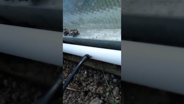 капельный полив своими руками !☝️✏️ смотреть онлайн