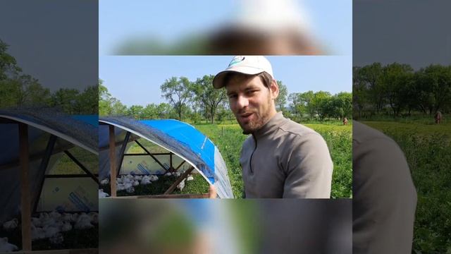 Кобб-500 и Росс-308 на траву...это возможно?! смотреть онлайн