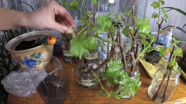 Высадка виноградных черенков в емкости с грунтом смотреть онлайн