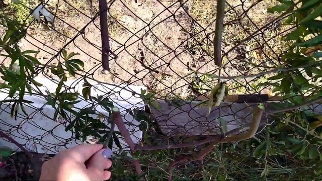 Убираем пассифлору на зиму смотреть онлайн