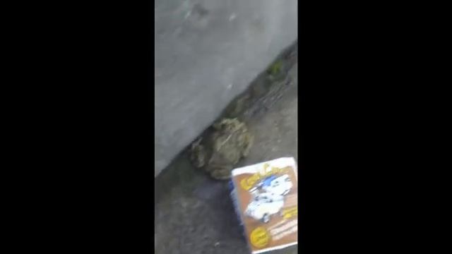 Monty Python and the Holy Grail FIlm Project смотреть онлайн