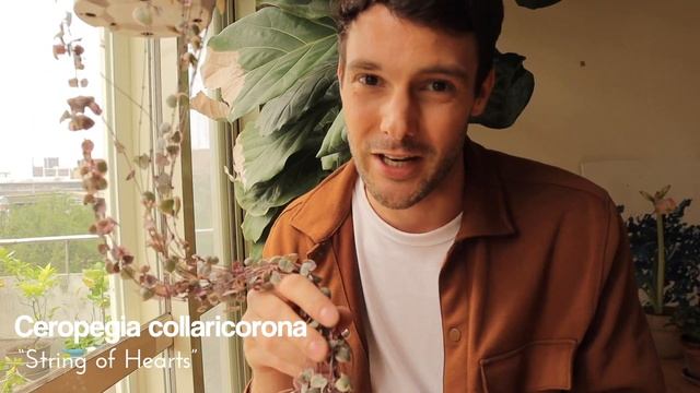 30+ Very Rare House Plant Tour [ Monstera Adansonii, Alocasia Black Velvet.. ] смотреть онлайн