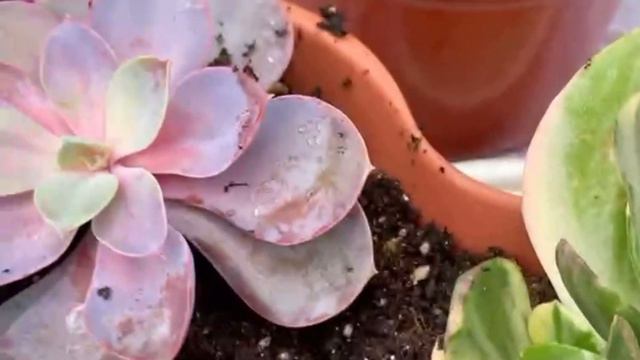 Olivia Hace Su 1er Arreglo De Suculentas