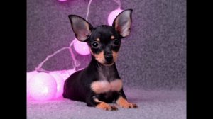 Пражский  крысарик